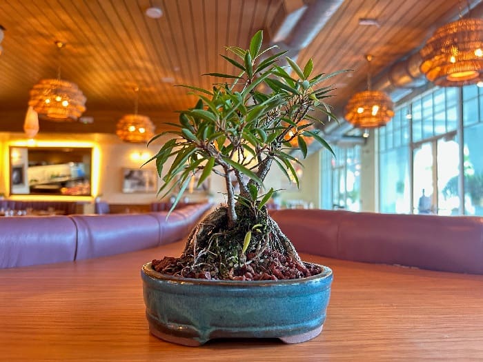 Emerald Coast Bonsai 0477